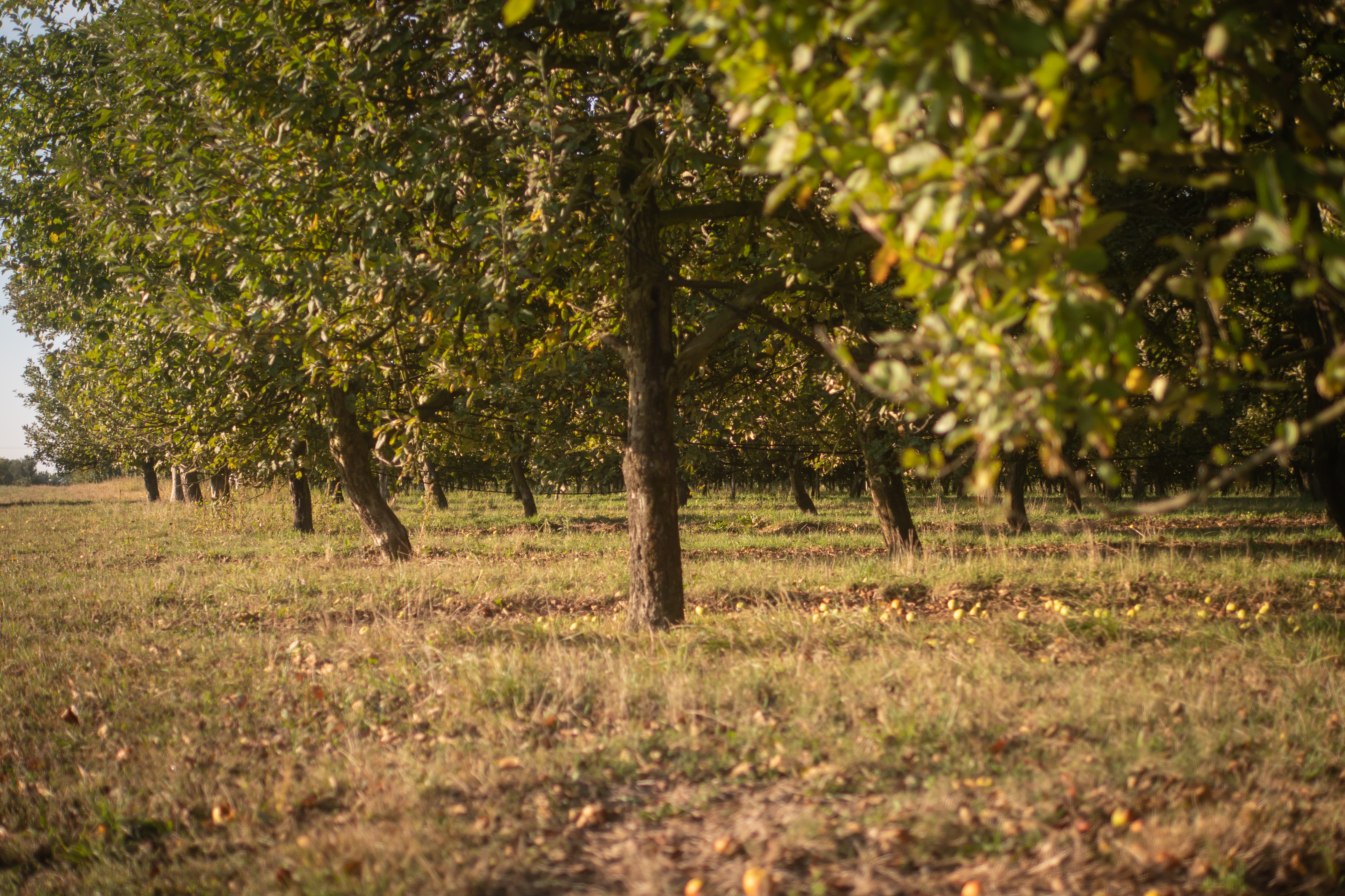 Cidre artisanal Sidras Distribution